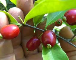 Pitanga de Perdiz Fruit Plant