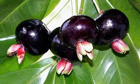 Grumichama Fruit Plant