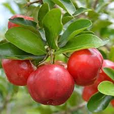 Acerola Cherry Live Fruit Plant