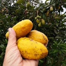 Giant Olosapo Fruit Plant