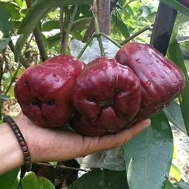 Dalhari Chamba Live Fruit Plant