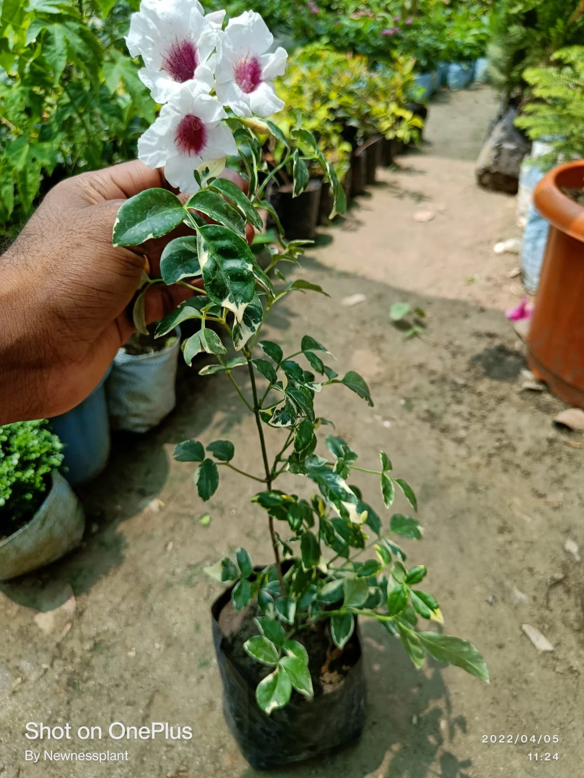 Tecoma Variegated Live Plant