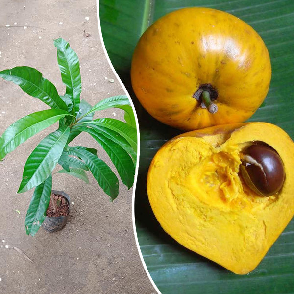 Egg Fruit Plant