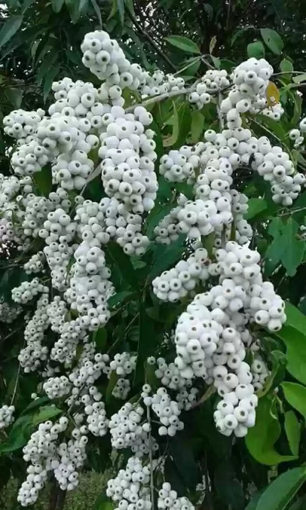 Cat Eye Fruit Plant