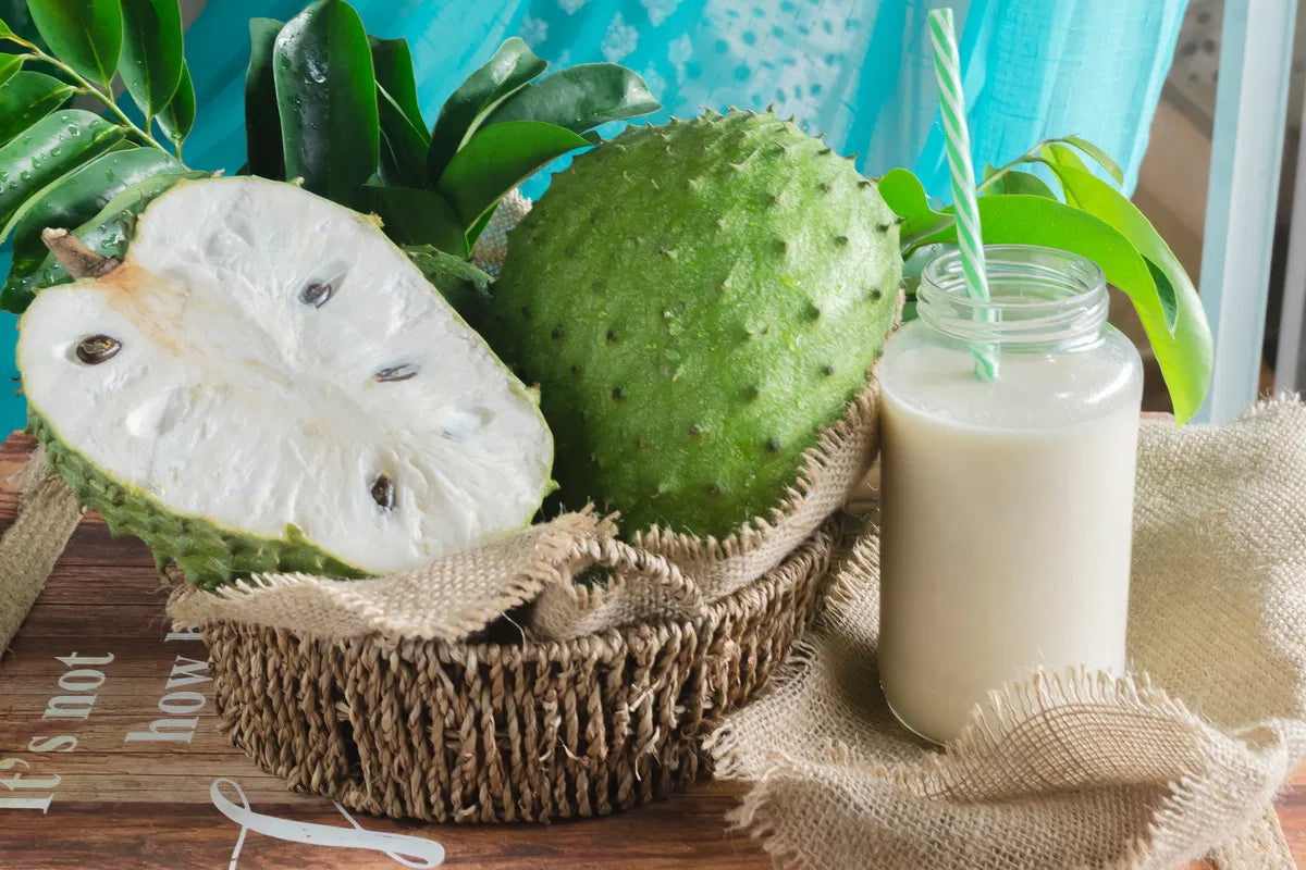 Sour Sop Fruit Plant