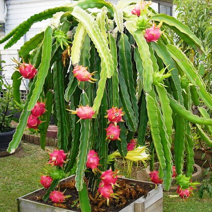 Dragon Fruit Plant