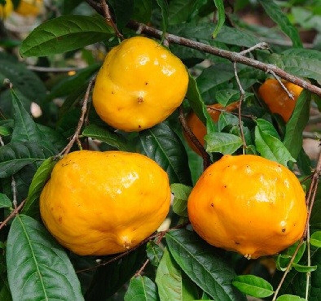 Sundrop Fruit Plant