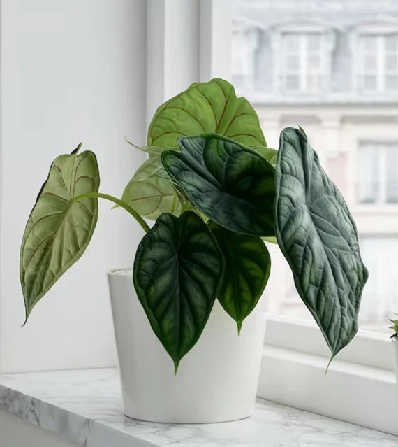 Alocasia Dragon Scale Live Plant