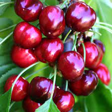 Manila Cherry Fruit Plant