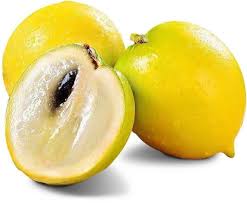Abiu Live Fruit Plant