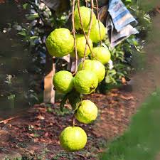VNR Guava Live Fruit Plant