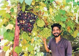 Cambodian Wild Grape Plant