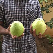 VNR Guava Live Fruit Plant