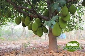 Eviarc The Sweetest Jackfruit Fruit Plant