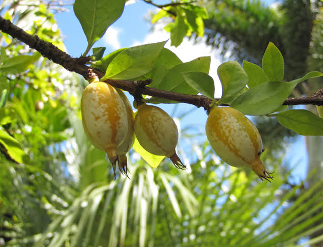 Black Berry Jam Fruit Plant