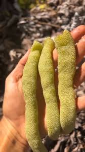 Trumpet Tree Exotic Fruit Plant