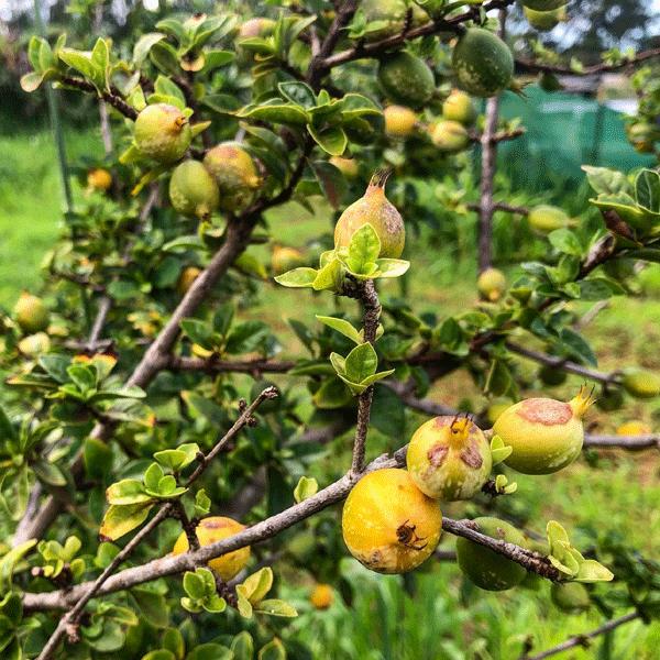 Black Berry Jam Fruit Plant