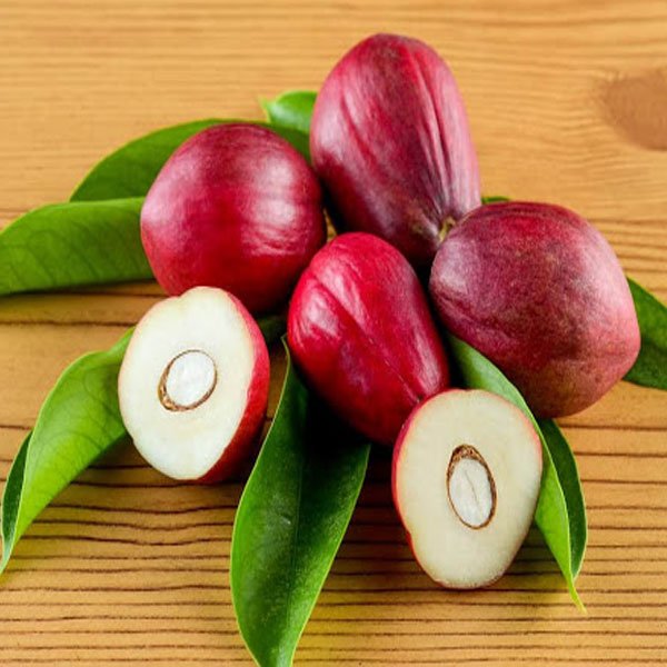 Mahkota Dewa Fruit Plant