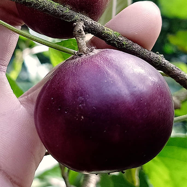 Manila Cherry Fruit Plant
