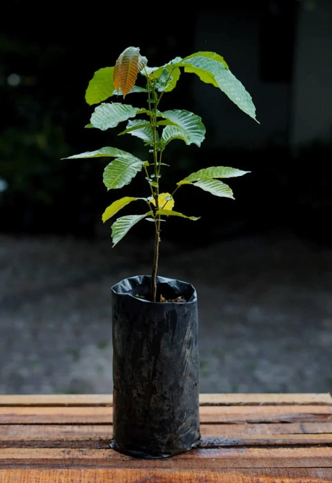 Purple Matoa Fruit Plant