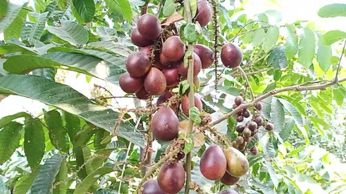 Purple Matoa Fruit Plant
