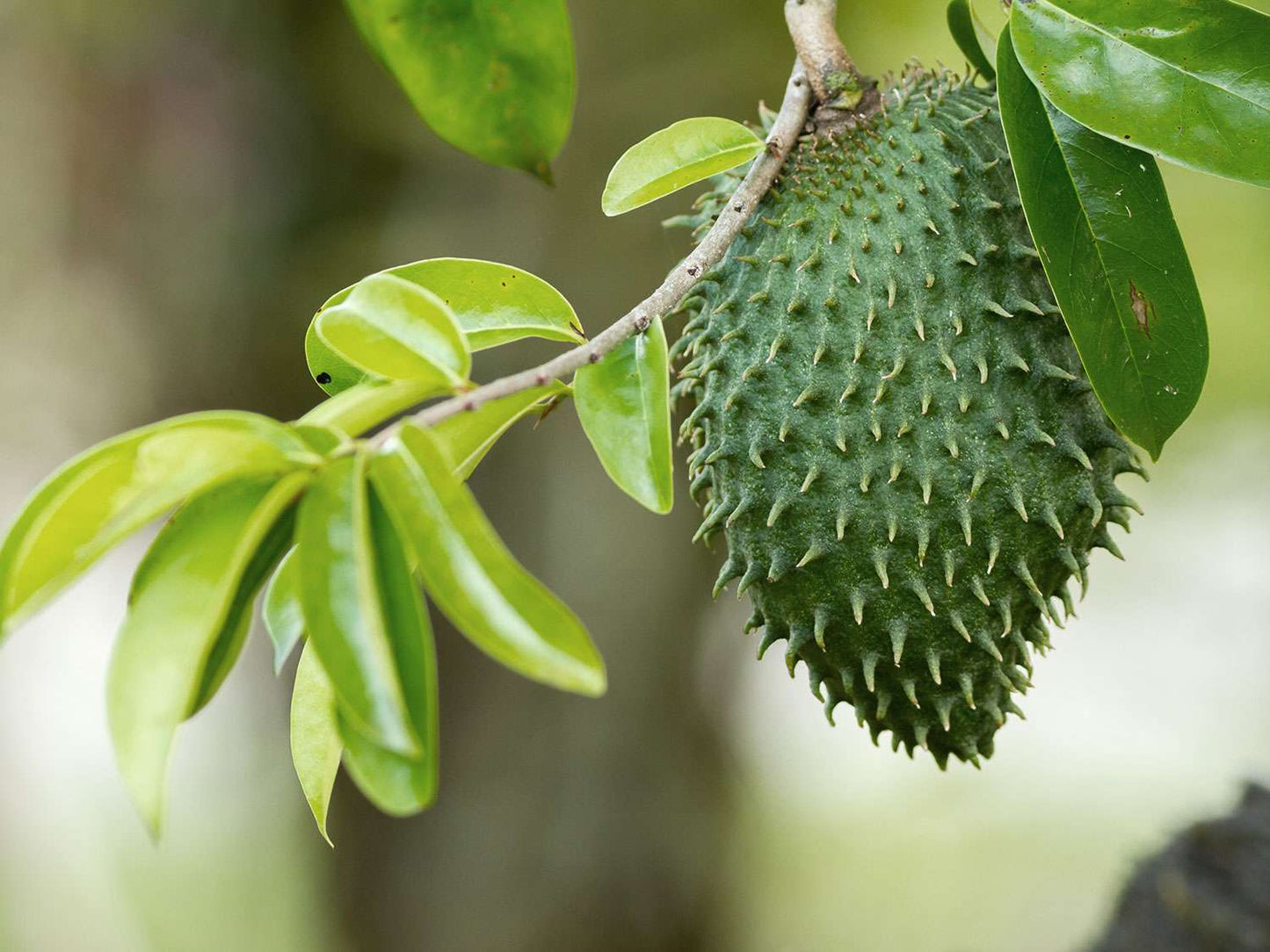Sour Sop Fruit Plant