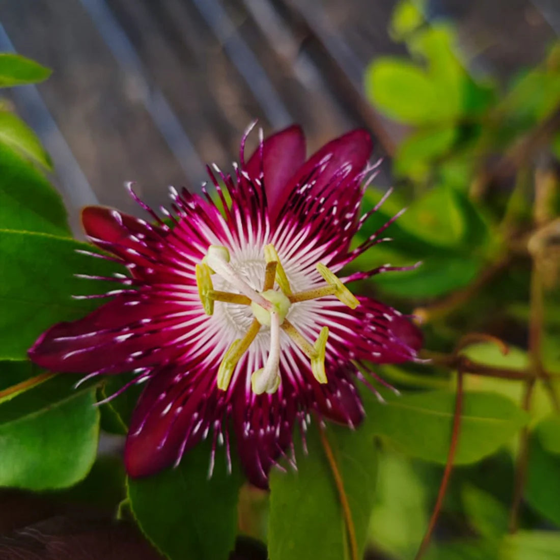 Passion Flower Live Plant