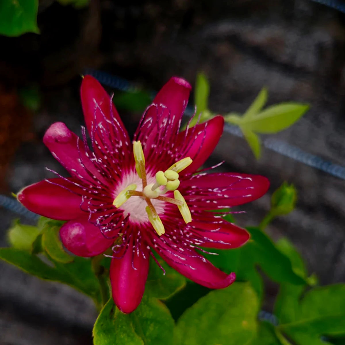 Passion Flower Live Plant