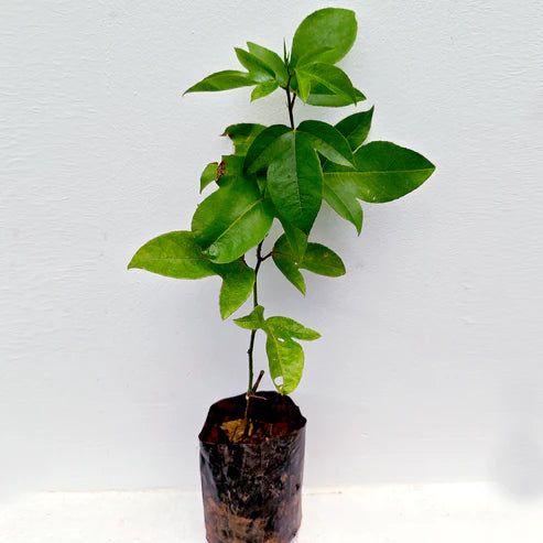 Passion Flower Live Plant