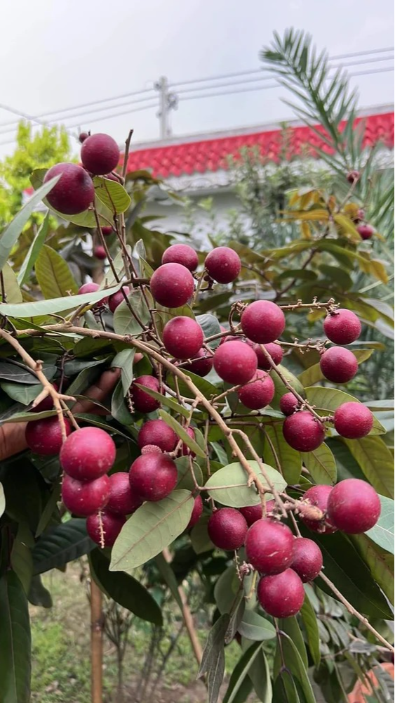 Ruby Longan Fruit Plant