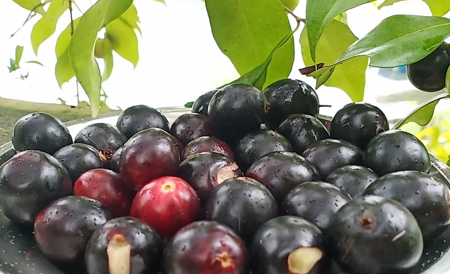 Rainforest Plum Plant