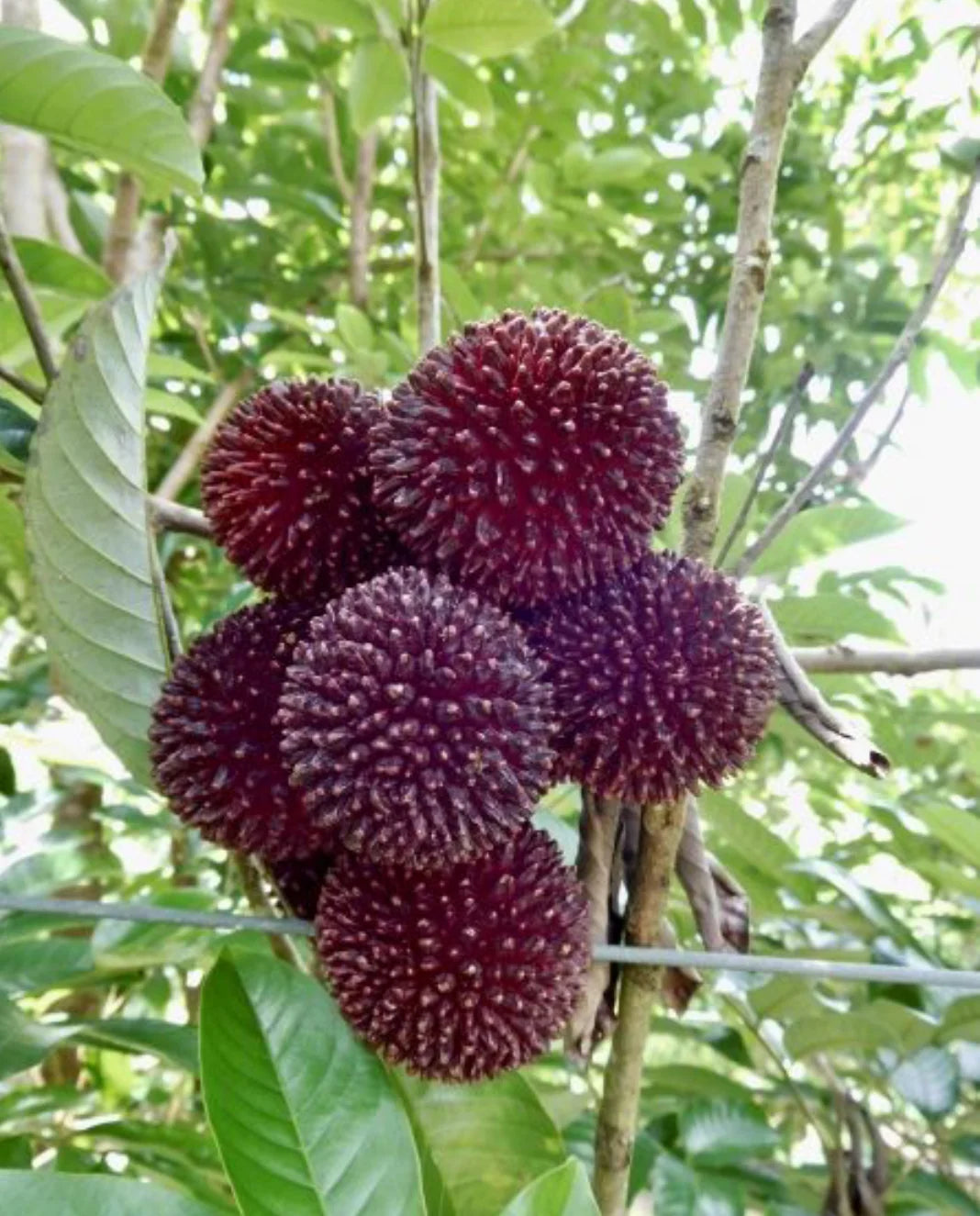 Pulasan Fruit Plant