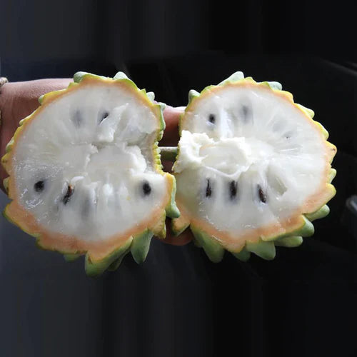 Rollinia Fruit Plant