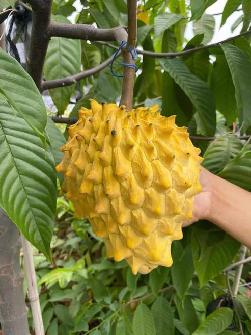 Rollinia Fruit Plant