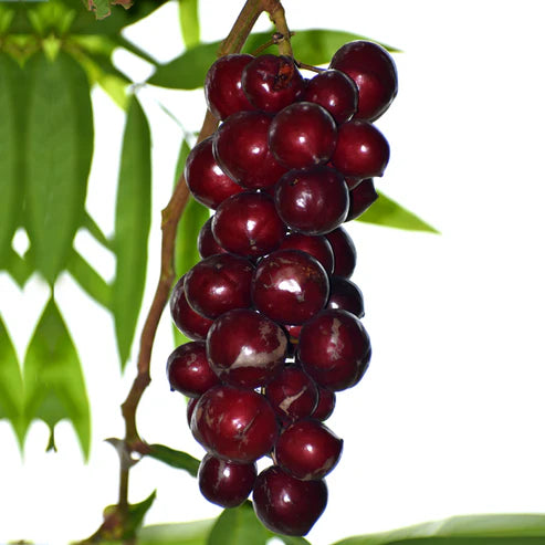 Terengganu Cherry Fruit Plant