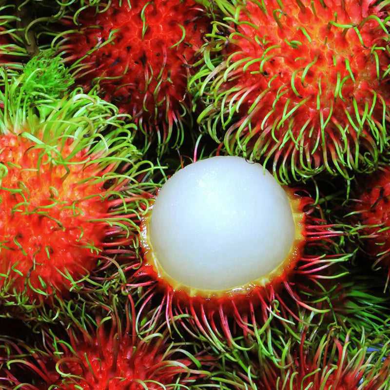 Rambutan Caesar Live Fruit Plant