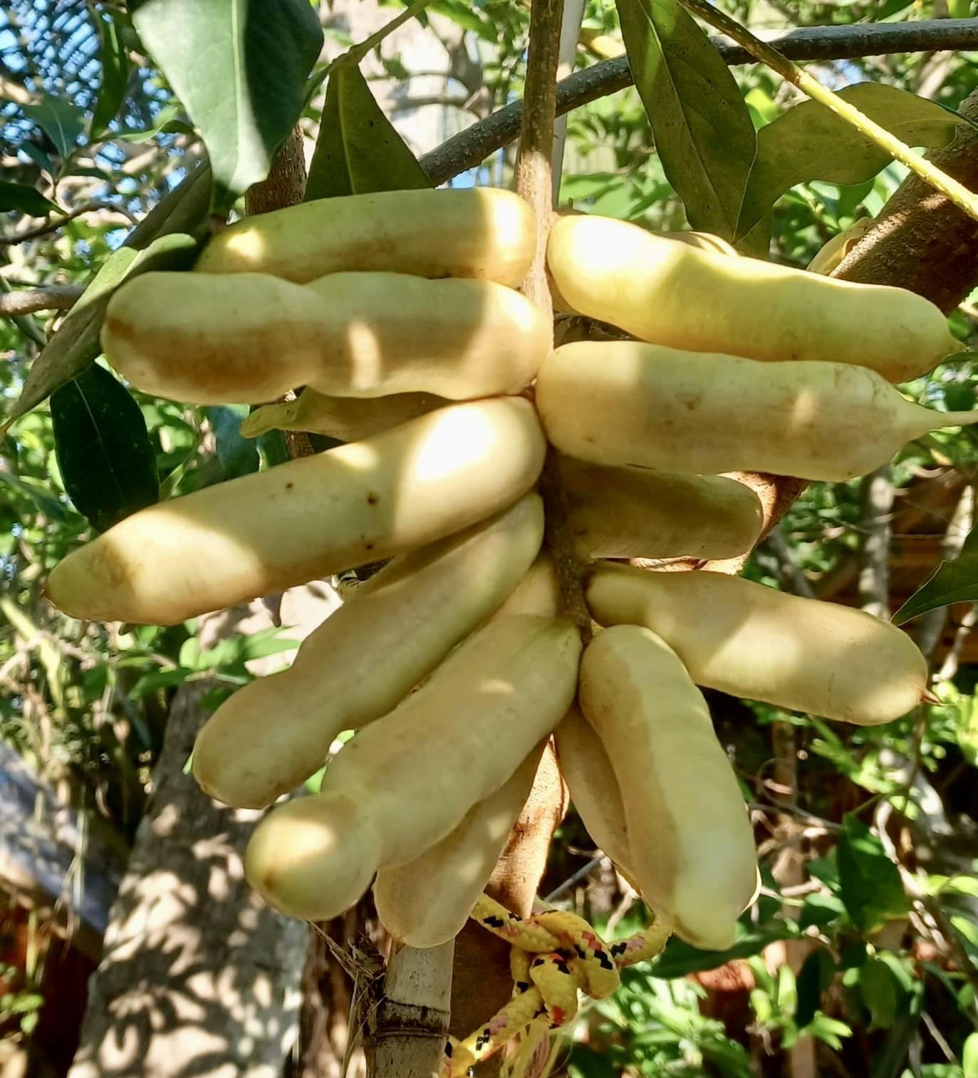 Guama Ice Cream Bean Fruit Plant