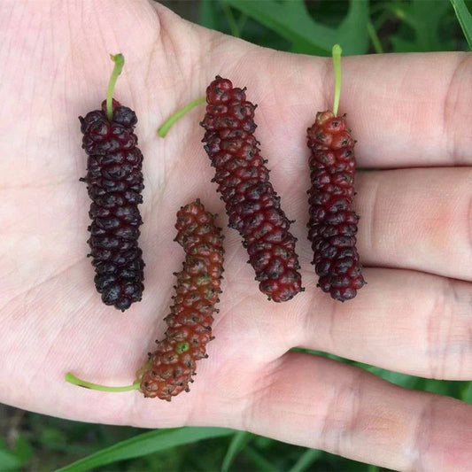 Chicken Claw Mulberry Live Fruit Plant