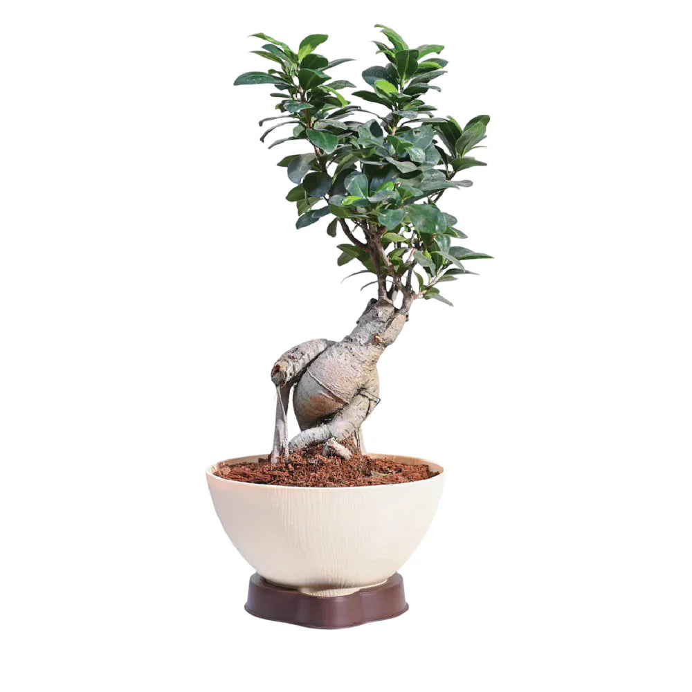 Ficus Bonsai Live Plant (With 4 Inch Pot)