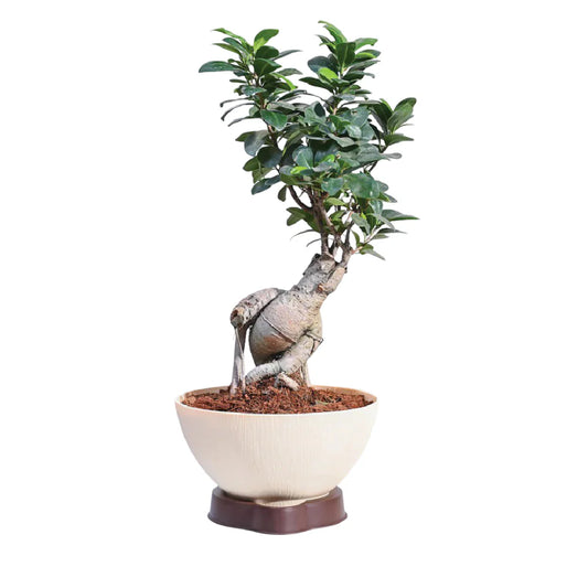 Ficus Bonsai Live Plant (With 4 Inch Pot)