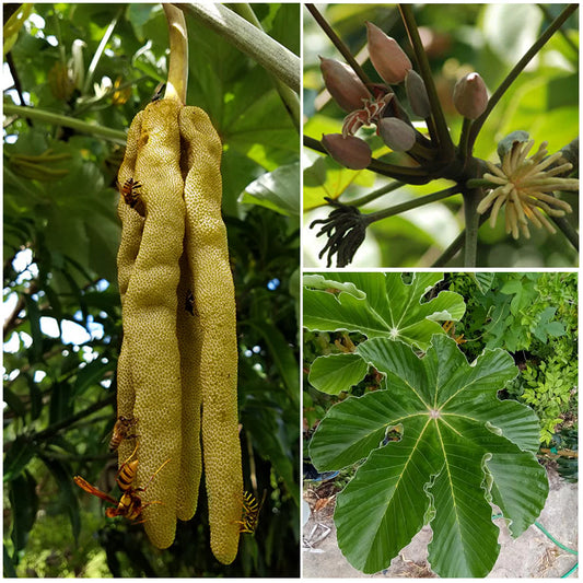 Trumpet Tree Exotic Fruit Plant
