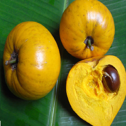 Egg Fruit Plant