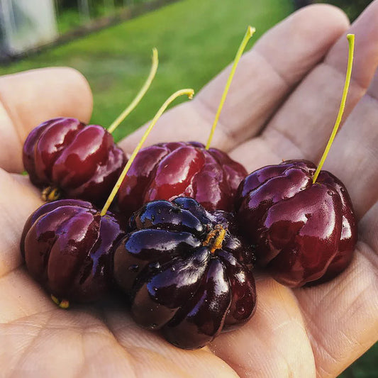 Zill's Surinam Cherry Fruit Plant