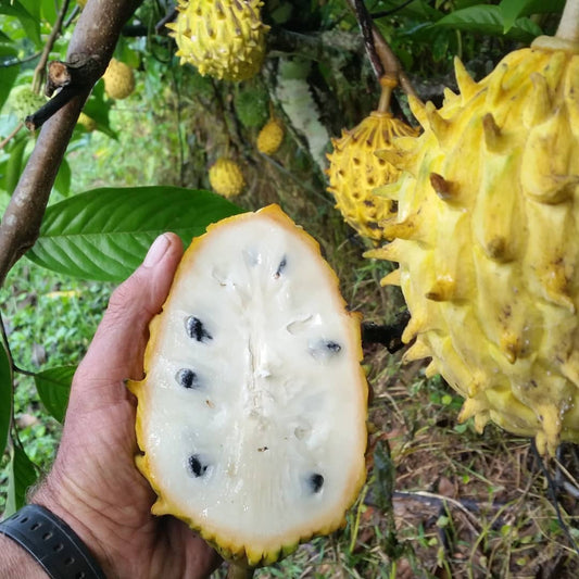 Rollinia Fruit Plant