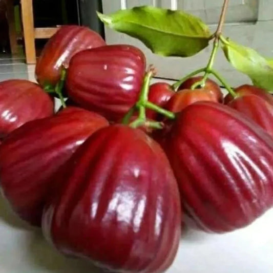 Dalhari Chamba Live Fruit Plant