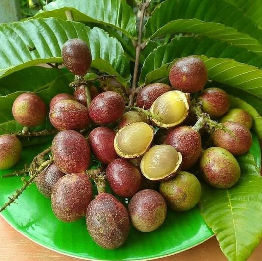 Purple Matoa Fruit Plant