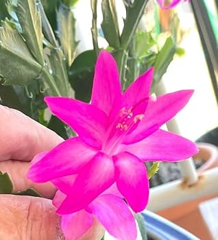Christmas Cactus Live Plant