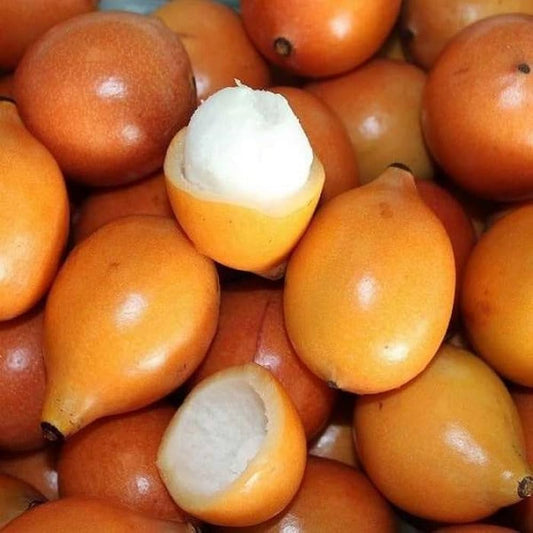 Achachairu Live Fruit Plant