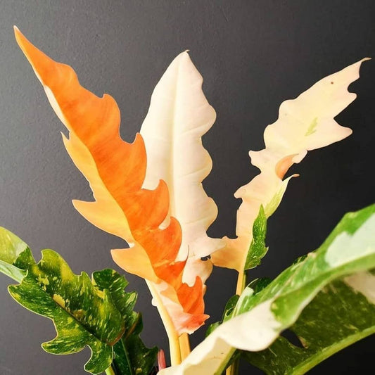 Philodendron Ring of Fire Variegated
