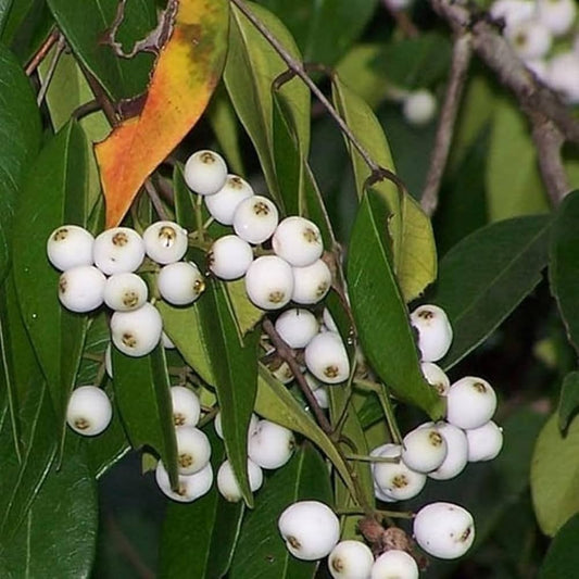 Cat Eye Fruit Plant